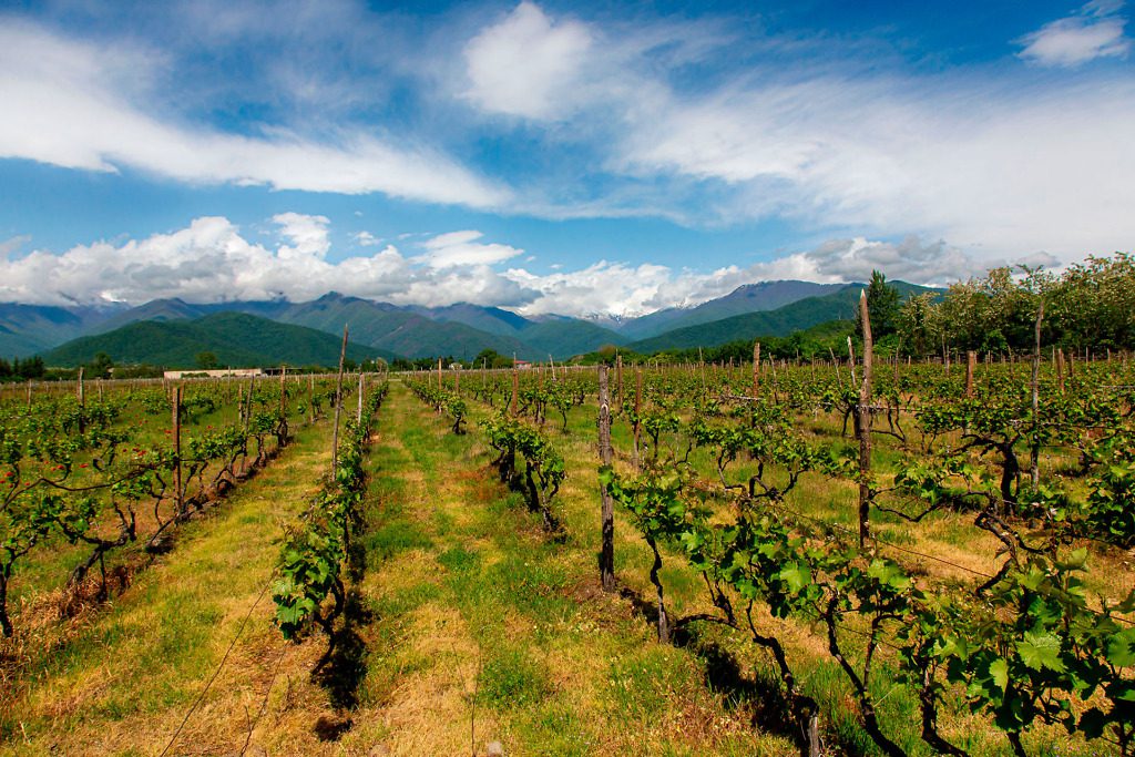 vineyard